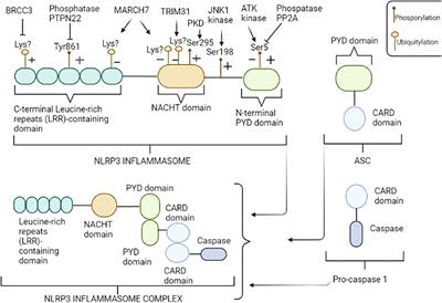 NLRP3 inflammasome and NLRP3-related autoinflammatory diseases: From cryopyrin function to targeted therapies